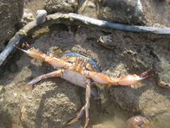 Charybdis japonica