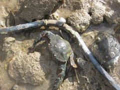 Charybdis japonica