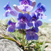 Royal Penstemon - Photo (c) Lars Rosengreen, some rights reserved (CC BY-NC-ND)