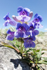 Royal Beardtongue - Photo (c) Lars Rosengreen, some rights reserved (CC BY-NC-ND)