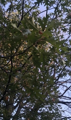 Quercus