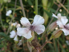 Microbotryum lychnidis-dioicae