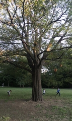 Quercus