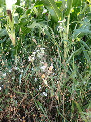 Microbotryum lychnidis-dioicae