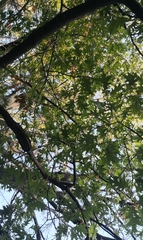 Quercus