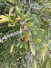 Morella cerifera image