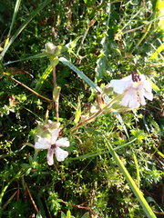 Microbotryum lychnidis-dioicae