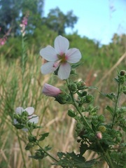 Pavonia columella