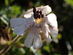 Microbotryum lychnidis-dioicae