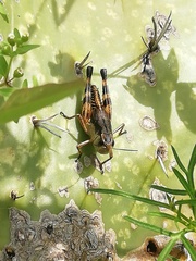 Boopedon flaviventris