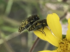 Acmaeodera decipiens