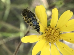 Acmaeodera decipiens