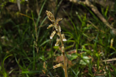 Cyclopogon elatus