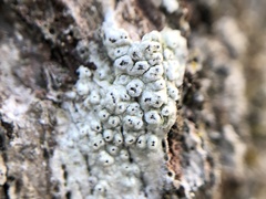 Pertusaria pustulata