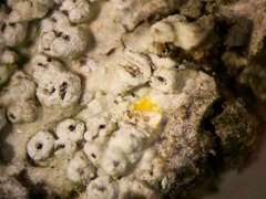 Pertusaria pustulata