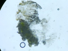 Pertusaria pustulata