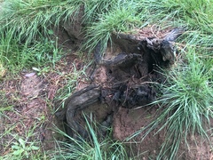 Pardalotus punctatus