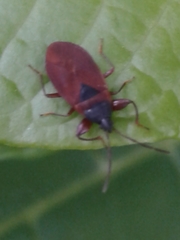 Gastrodes