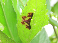 Lophosis labeculata