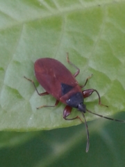 Gastrodes
