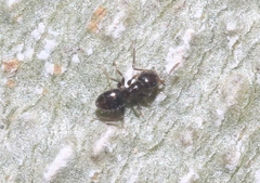 Brachymyrmex patagonicus