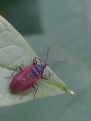 Gastrodes