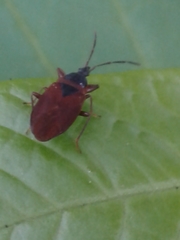 Gastrodes