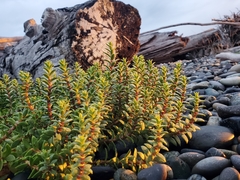 Honckenya peploides major