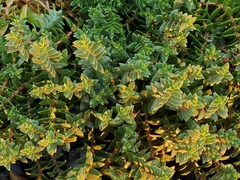 Honckenya peploides major