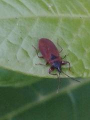 Gastrodes
