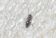 Brachymyrmex patagonicus