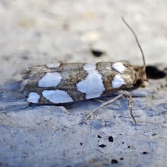 Pelochrista quinquemaculana
