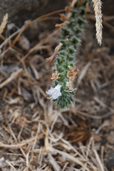 Echium italicum biebersteinii