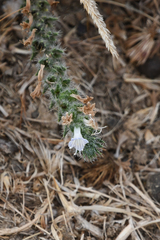 Echium italicum biebersteinii