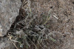 Echium italicum biebersteinii