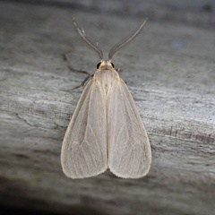 Pagara simplex