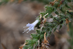 Echium italicum biebersteinii