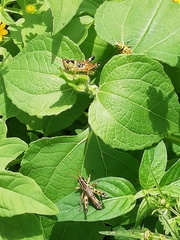 Boopedon flaviventris