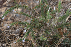 Echium italicum biebersteinii
