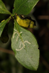 Phytomyza aprilina