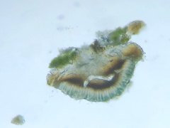 Bilimbia sabuletorum