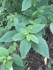 Impatiens pallida