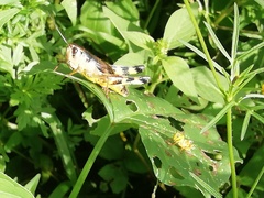 Boopedon flaviventris