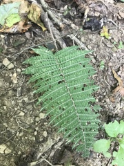 Deparia acrostichoides