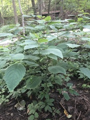 Impatiens pallida