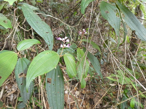 Few-flowered Blastus (Blastus pauciflorus)