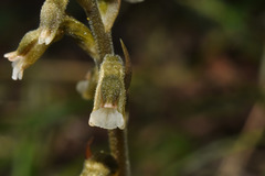 Cyclopogon elatus