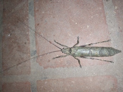 Sathrophyllia