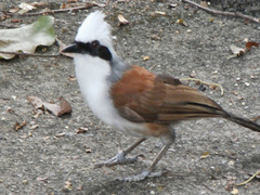 Garrulax leucolophus