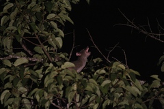 Arctogalidia trivirgata